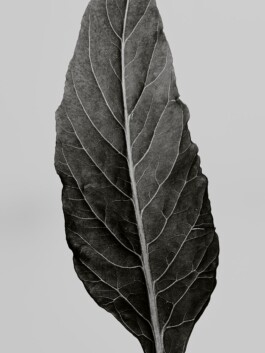 Leon Laskowski Fotografie