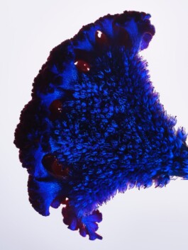 Leon Laskowski Fotografie